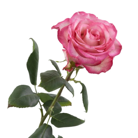 Pink Carousel Roses Carousel Roses in Bulk | Fresh Cut Roses for Events – WholesaleRoses.com