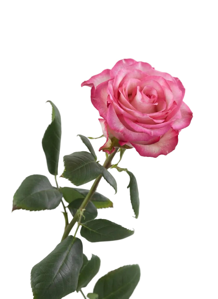 Bi Color pink and white rose for events