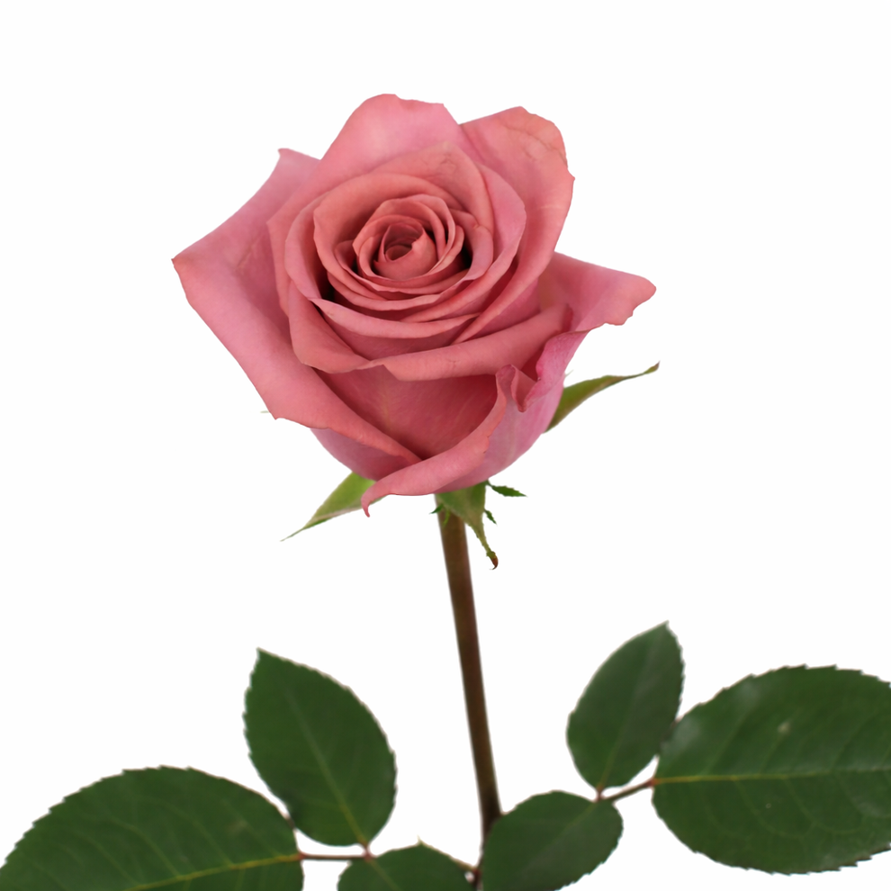 Barista Roses in Bulk | Fresh Cut Roses for Events – WholesaleRoses.com