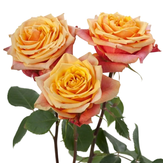Orange roses for weddings