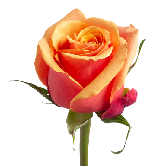 Orange roses in bulk for events