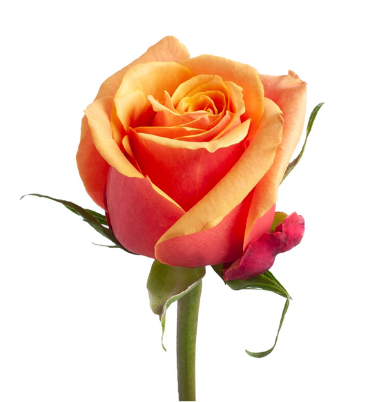 Orange roses in bulk for events