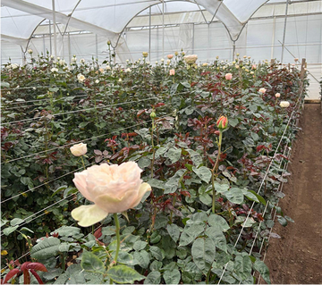 Fresh cut for better hydration