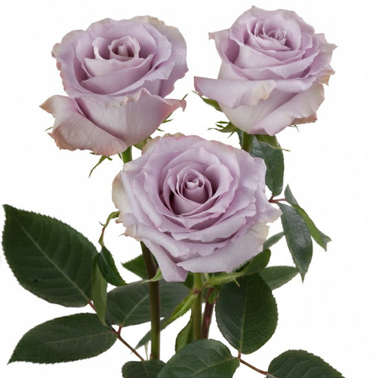 Cool Tan Roses Cool Down Roses in Bulk | Fresh Cut Roses for Events – WholesaleRoses.com