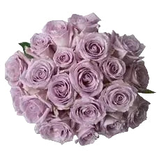 Cool Natural Roses Cool Water Roses in Bulk | Fresh Cut Roses for Events – WholesaleRoses.com