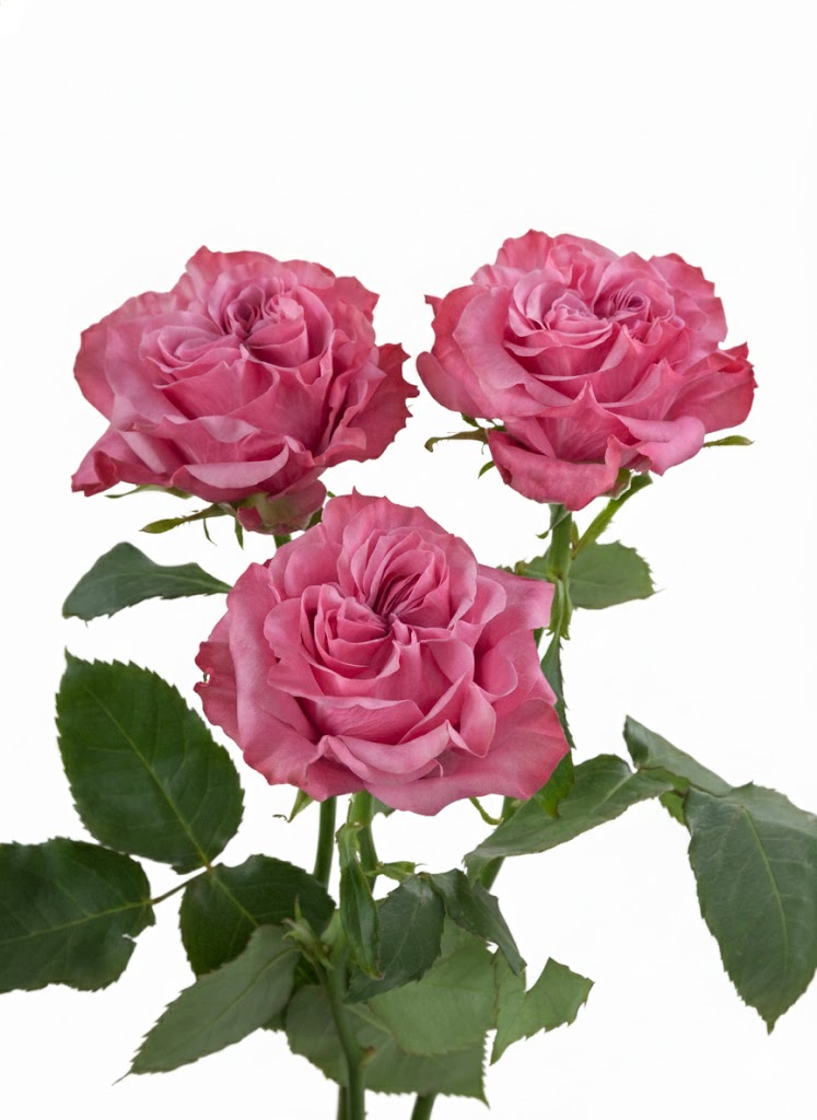 Country Style Roses Country Blues Garden Roses in Bulk | Fresh Cut Roses for Events ...