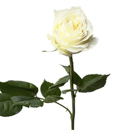 Off white garden rose for weddings