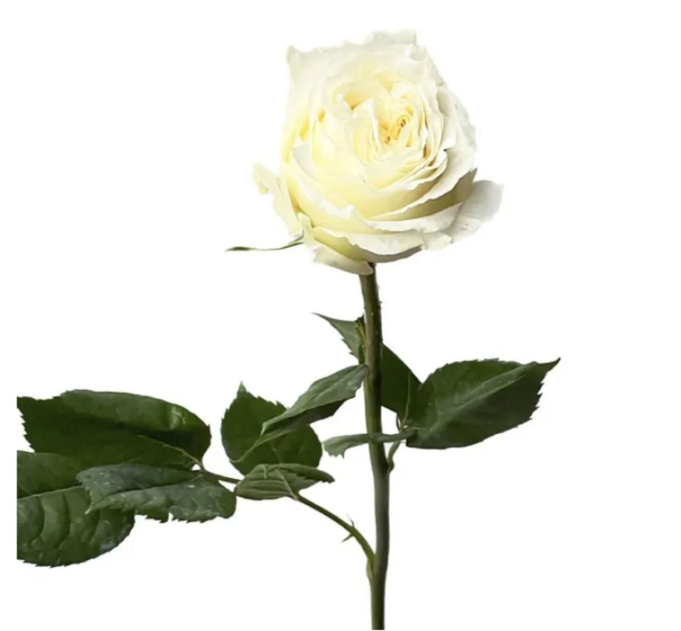 Off white garden rose for weddings