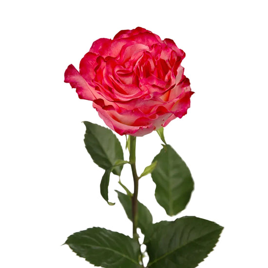 Bi color garden rose pink and cream