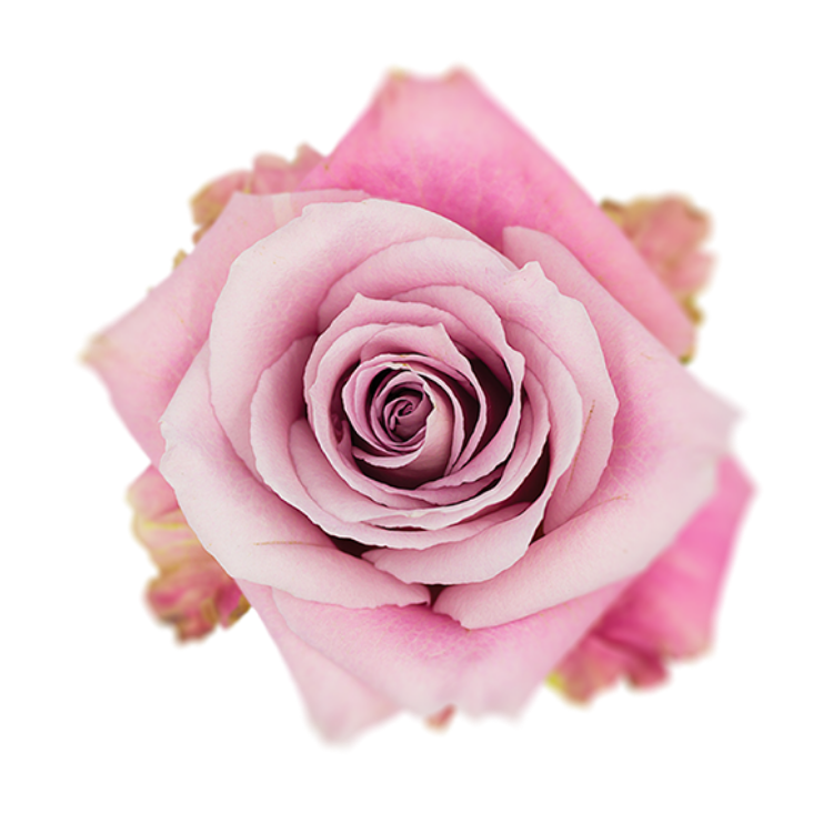 Faith Roses in Bulk | Fresh Cut Roses for Events – WholesaleRoses.com