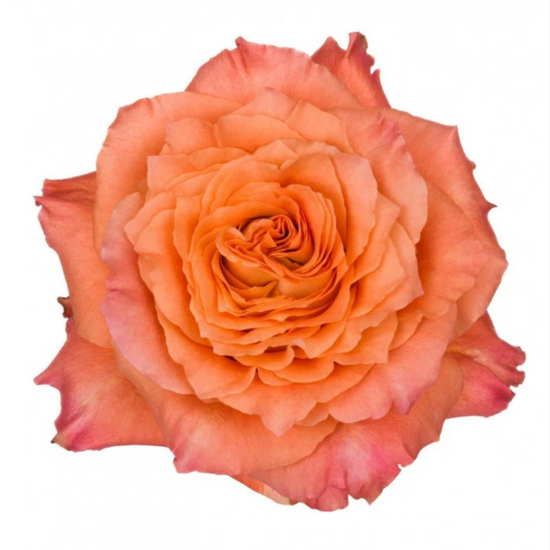 Bi color orange rose 