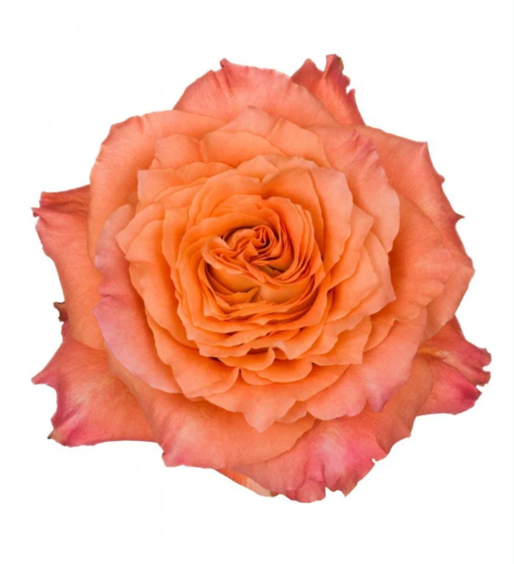 Bi color orange rose 
