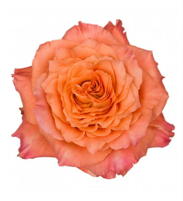 Bi color orange rose 