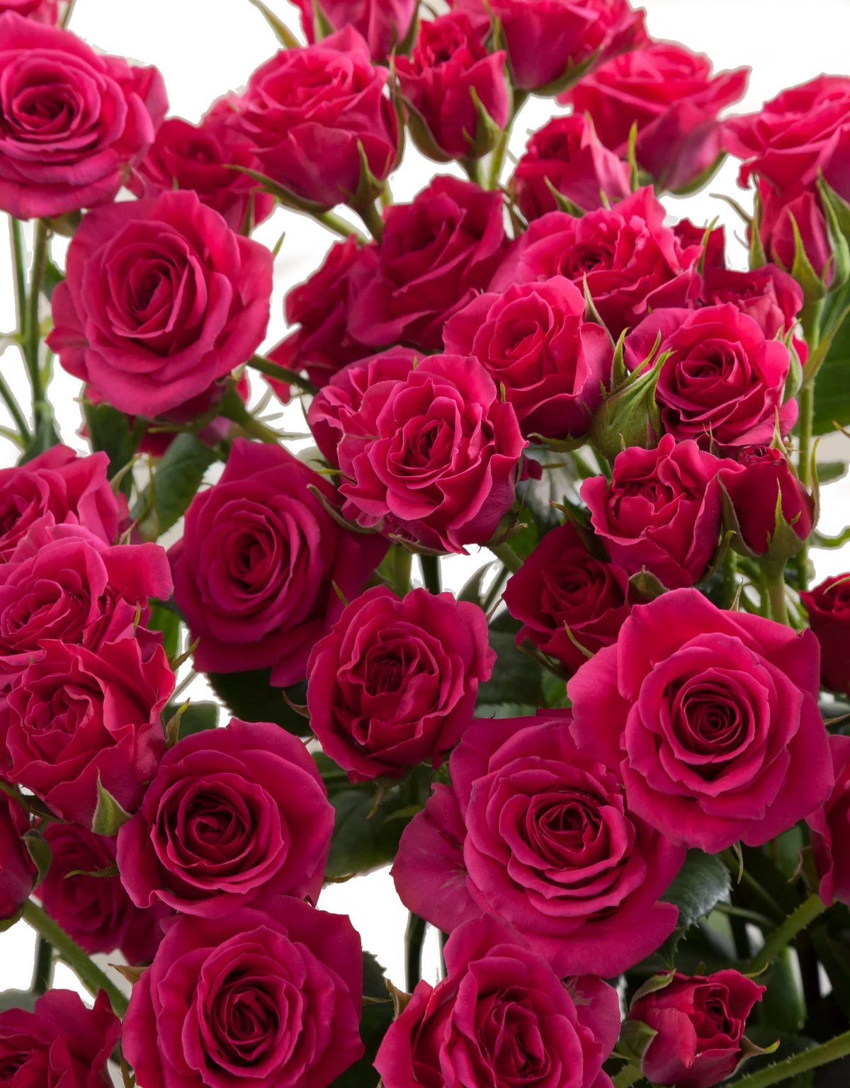 Gemed Roses Gem Star Spray Roses in Bulk | Fresh Cut Roses for Events ...