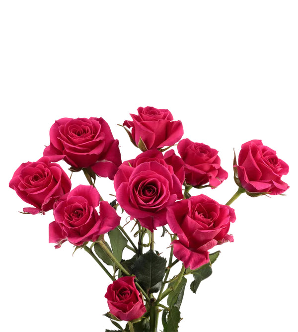 Gem Star Spray Roses in Bulk | Fresh Cut Roses for Events ...