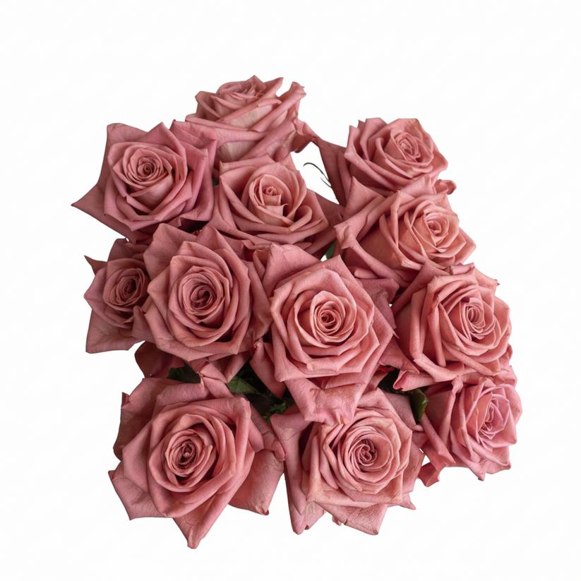 Barista Roses in Bulk | Fresh Cut Roses for Events – WholesaleRoses.com