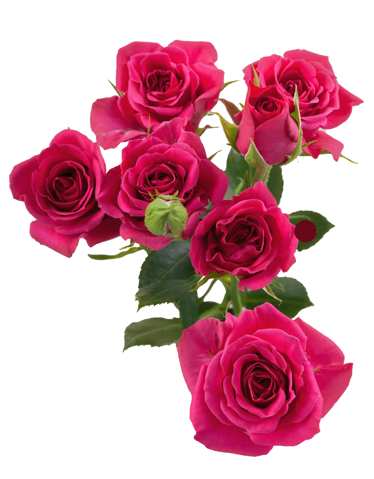 Gemed Roses Gem Star Spray Roses in Bulk | Fresh Cut Roses for Events ...