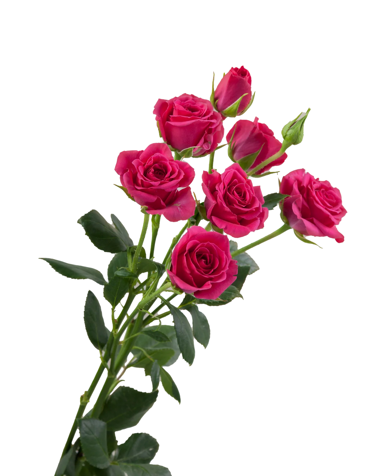 Gemed Roses Gem Star Spray Roses in Bulk | Fresh Cut Roses for Events ...