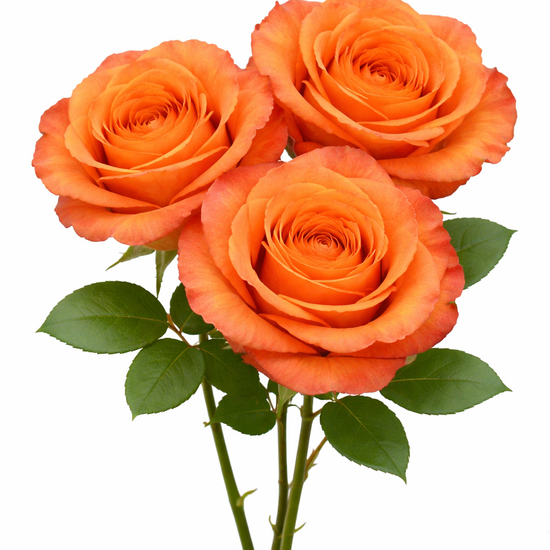 Joy Red Roses Joy Roses in Bulk | Fresh Cut Roses for Events – WholesaleRoses.com