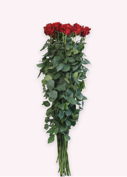 Extra-Long Roses