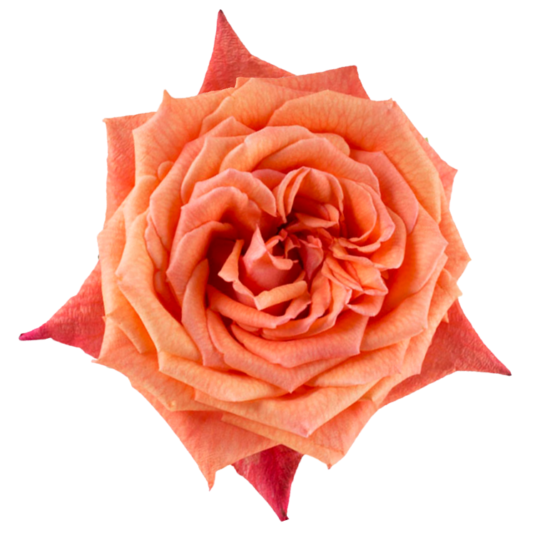 Mencho Roses Mango Tango Roses in Bulk | Fresh Cut Roses for Events – WholesaleRoses.com
