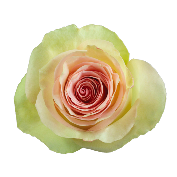 Marzipan Roses in Bulk | Fresh Cut Roses for Events – WholesaleRoses.com