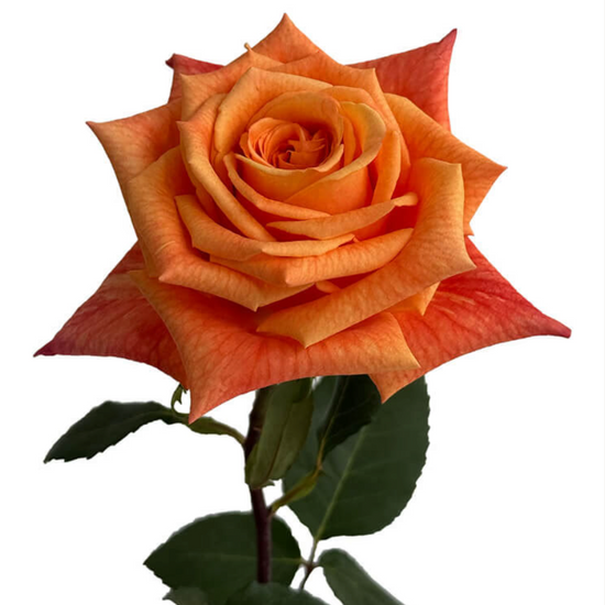 Orange roses for weddings