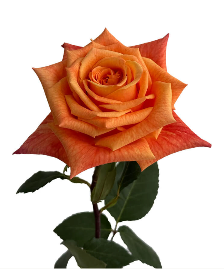 Orange roses for weddings