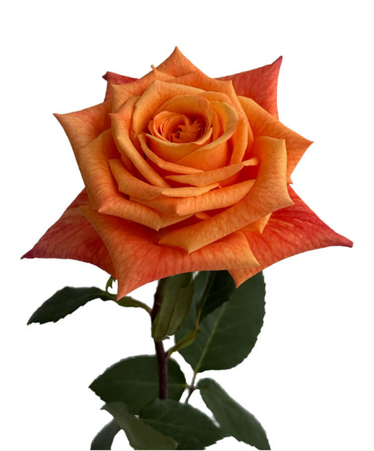 Orange roses for weddings