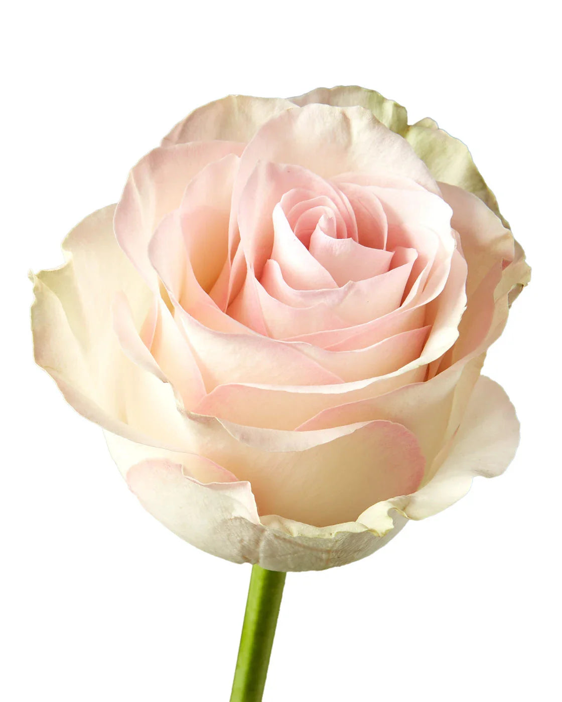 Marzipan Red Roses Marzipan Roses in Bulk | Fresh Cut Roses for Events – WholesaleRoses.com