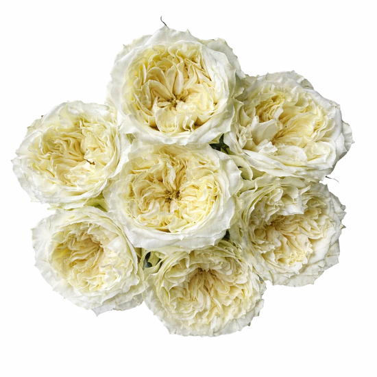 White garden roses for weddings