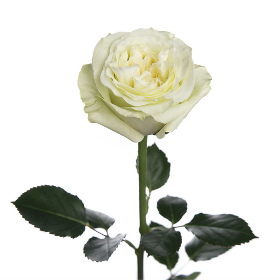 Garden rose white for events