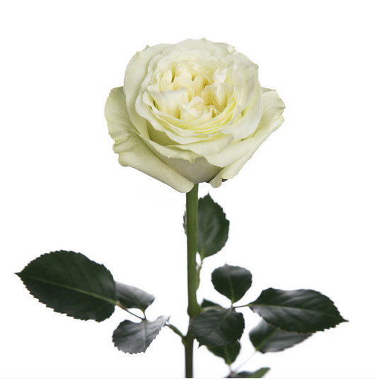 Garden rose white for events