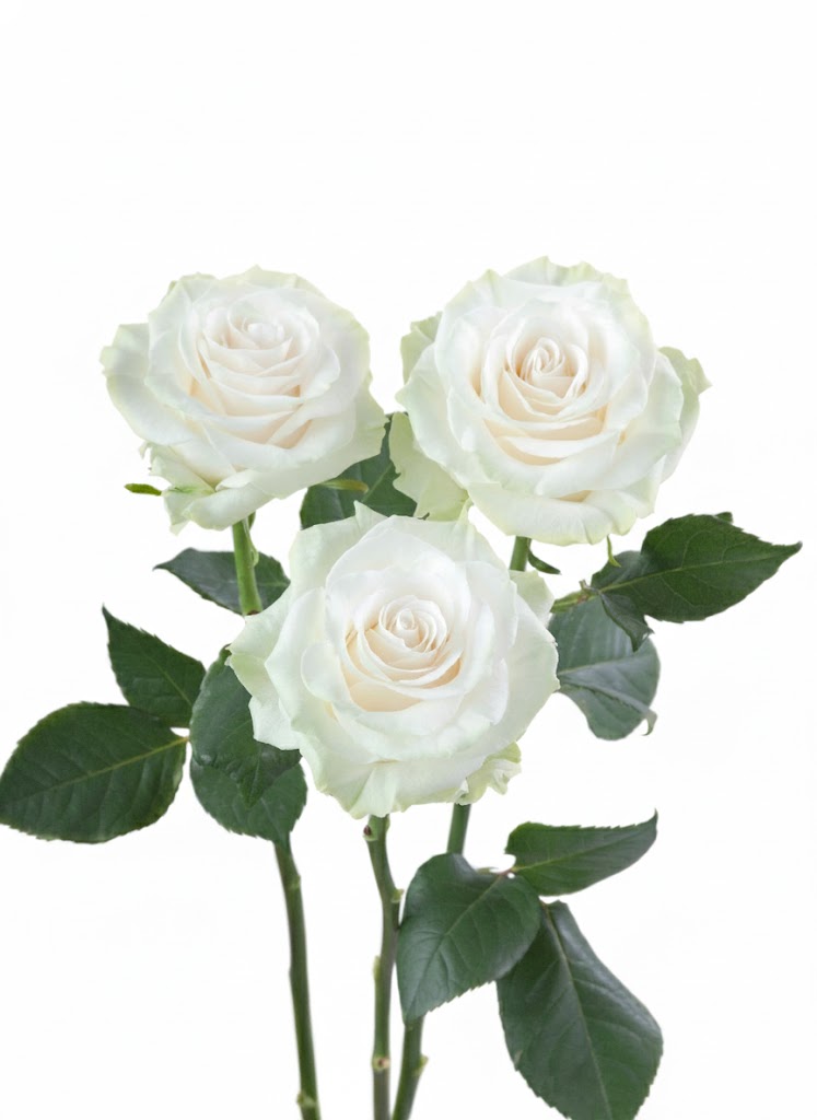 Mondial Roses Mondial Roses in Bulk | Fresh Cut Roses for Events – WholesaleRoses.com