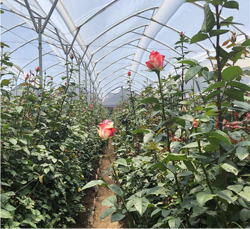 Farm-fresh roses delivered <em>straight to you</em>