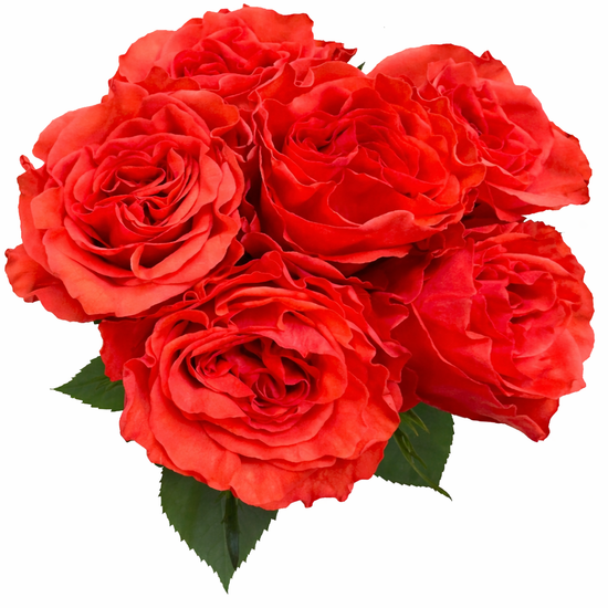 Orange Garden rose in bulk