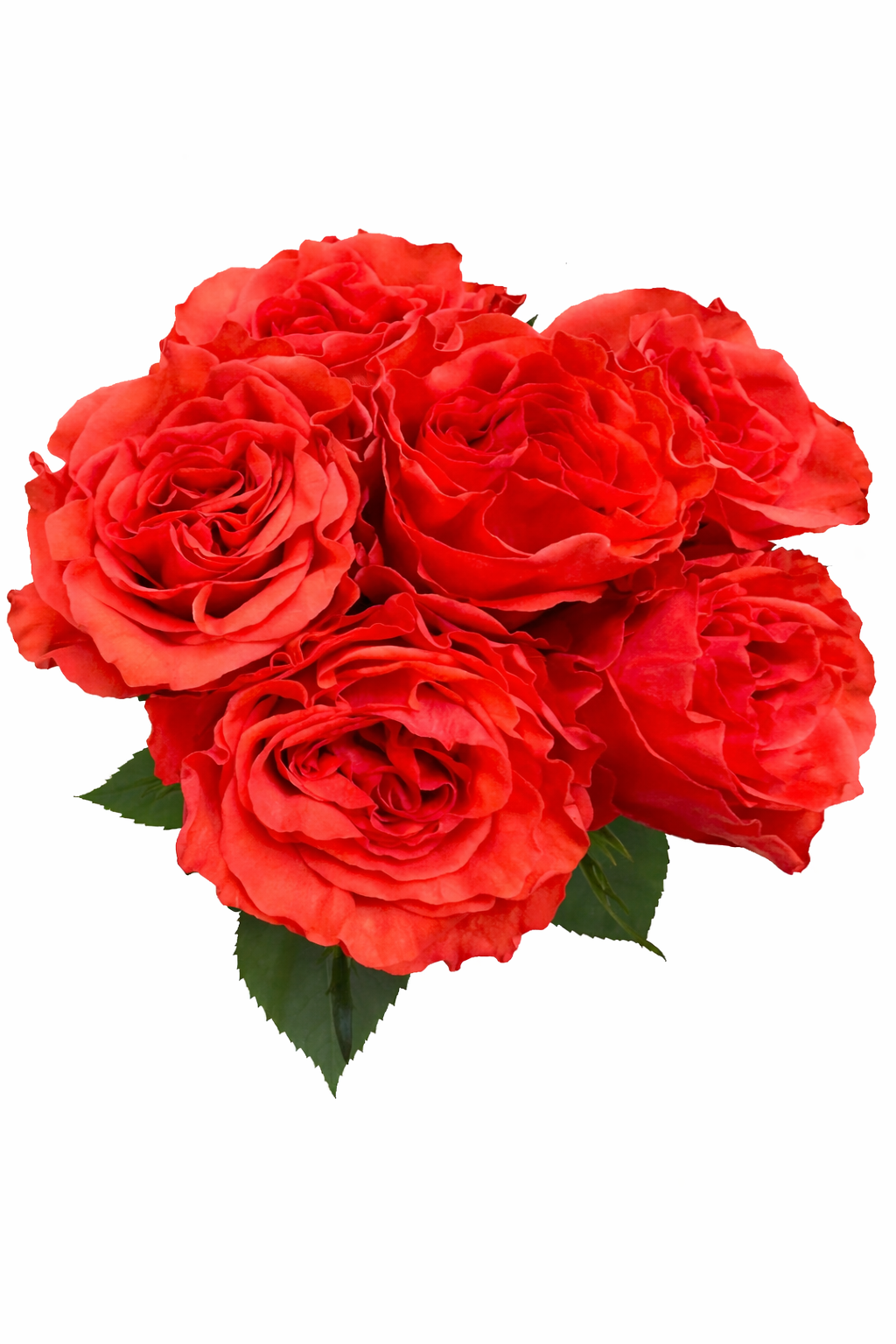 Orange Garden rose in bulk