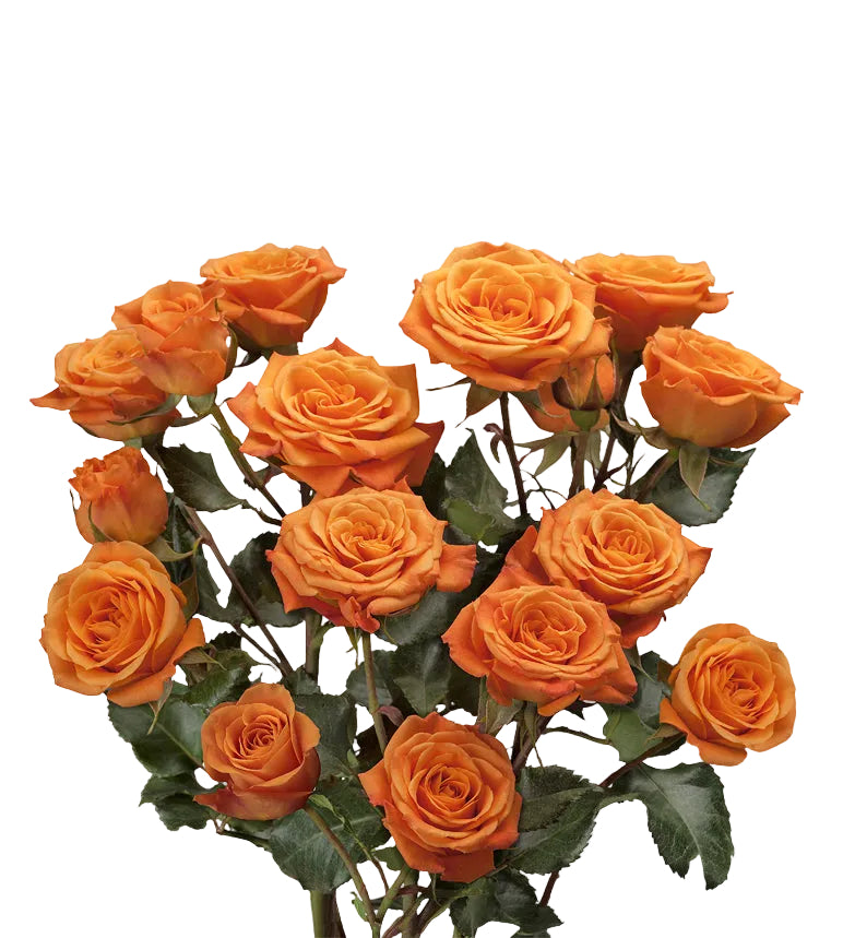 Orange Sensation Spray Roses in Bulk | Fresh Cut Roses for Events ...