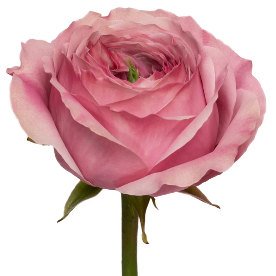 Garden rose pink for weddings