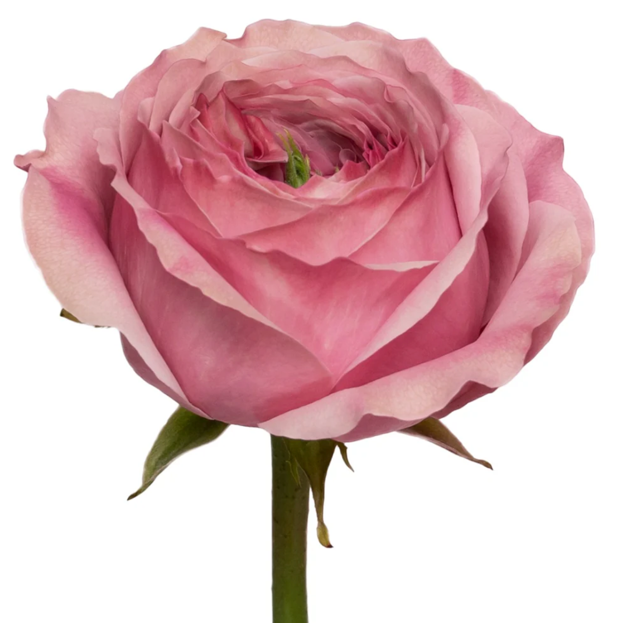 Garden rose pink for weddings