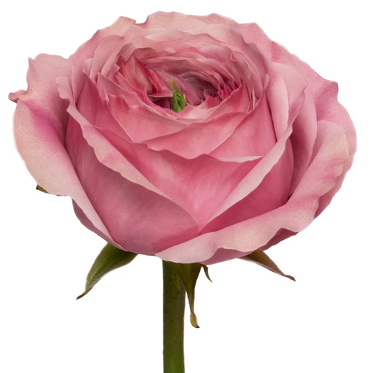 Garden rose pink for weddings