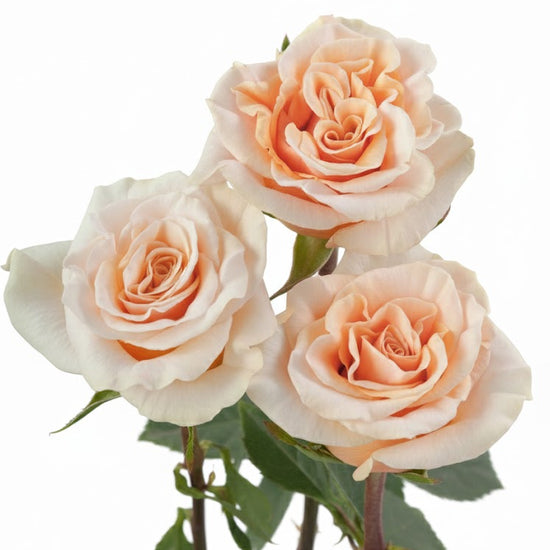 Peach roses for weddings