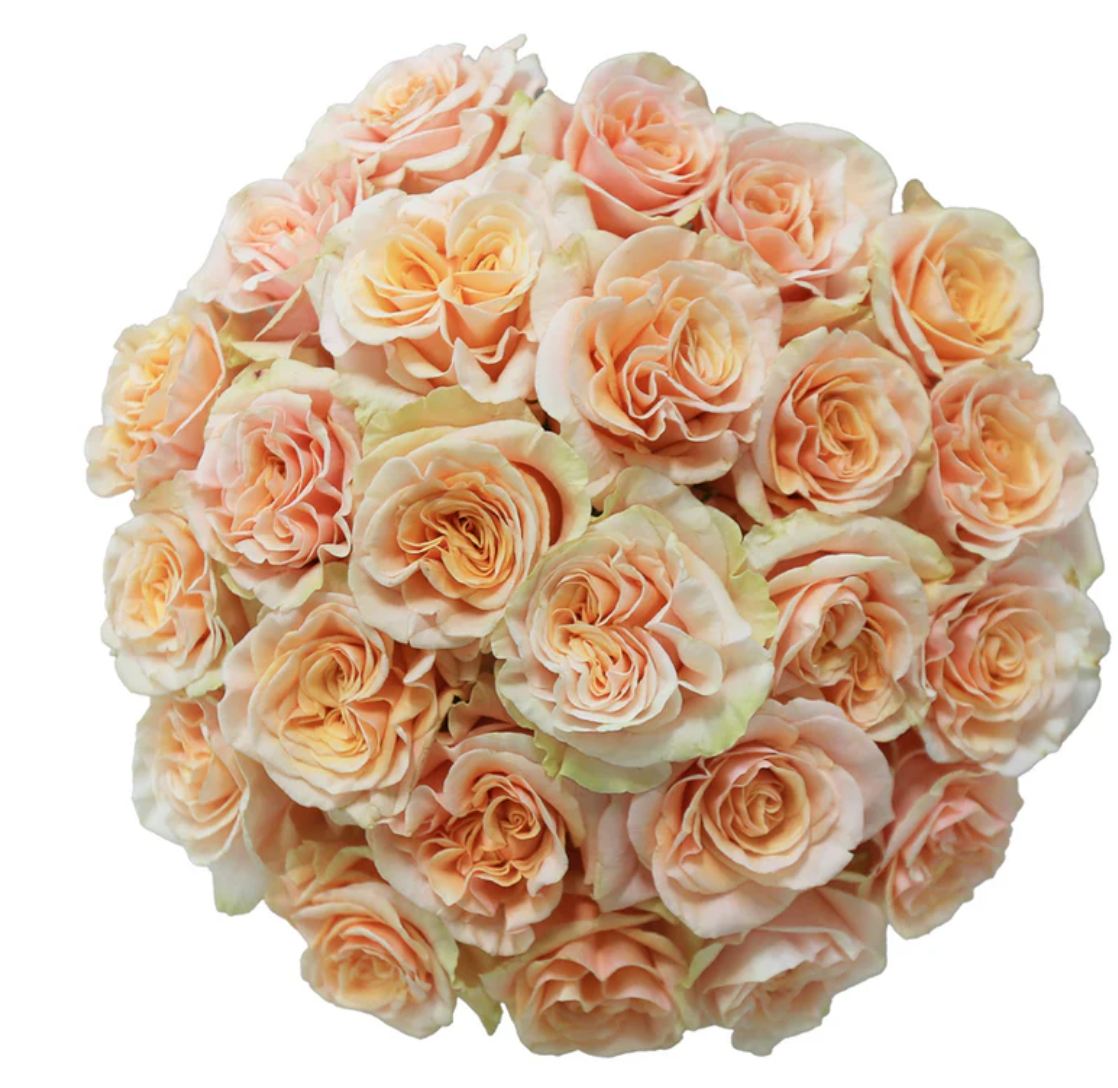 Peach roses for events