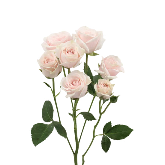 white spray roses for weddings