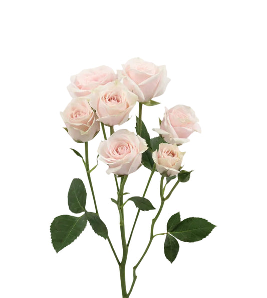 white spray roses for weddings
