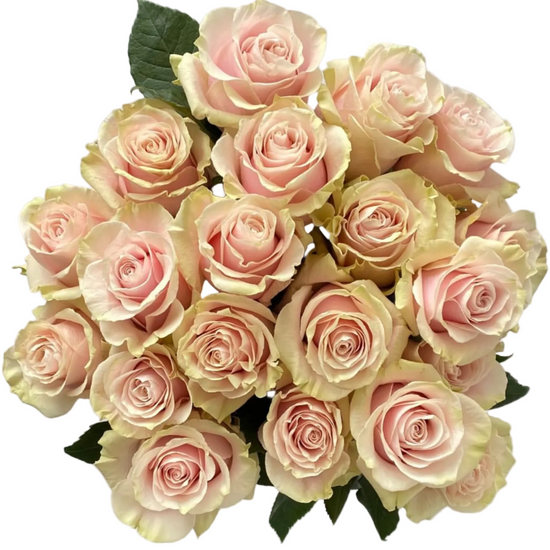 Pink roses for weddings