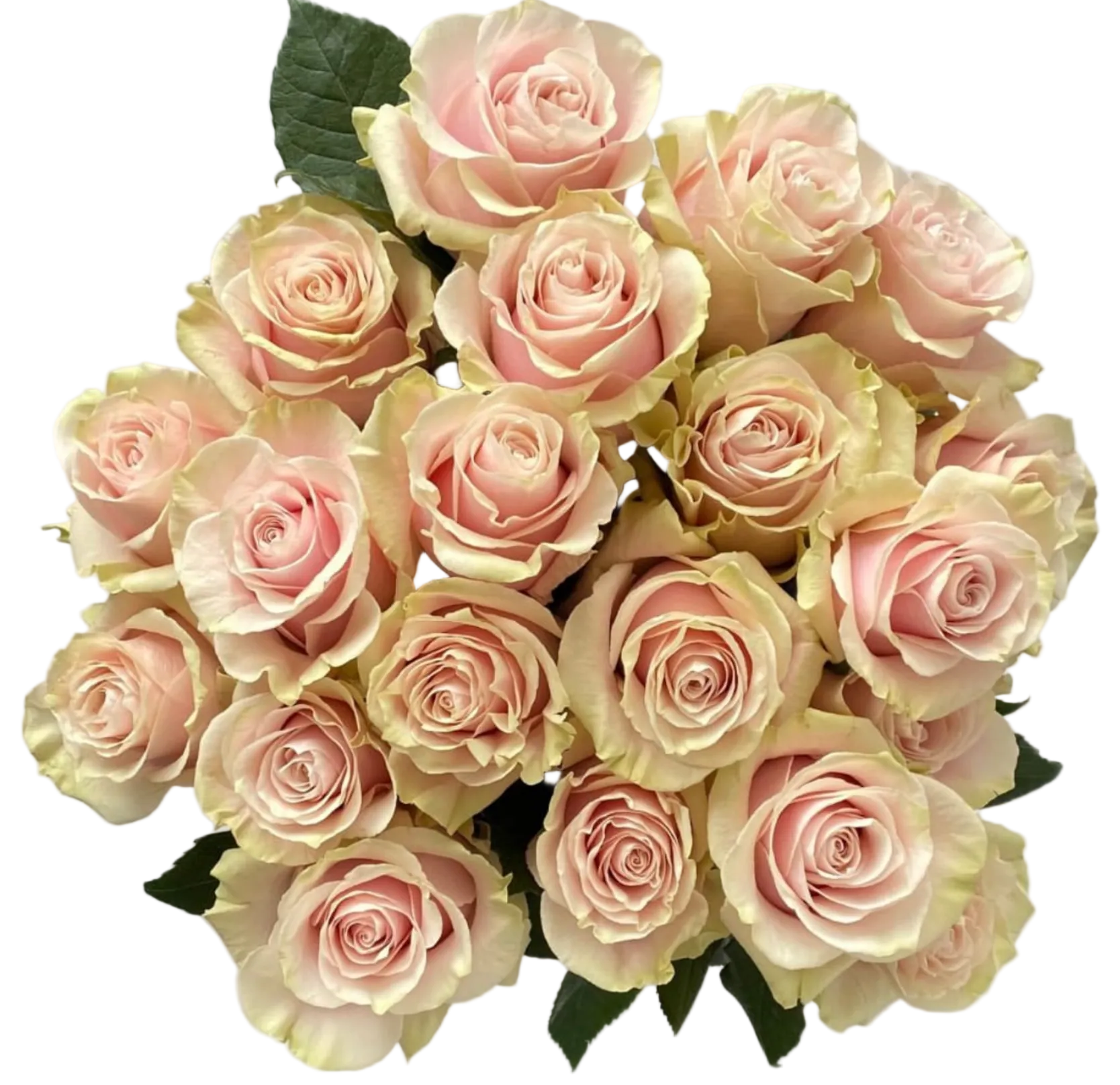 Pink roses for weddings