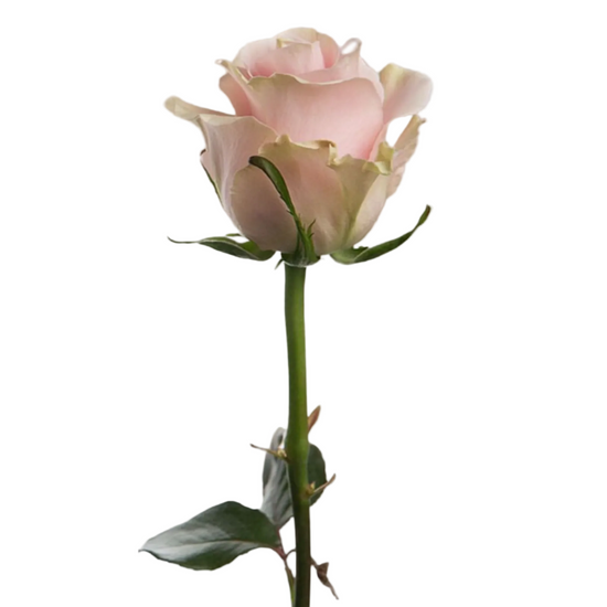 Wholesale pink roses