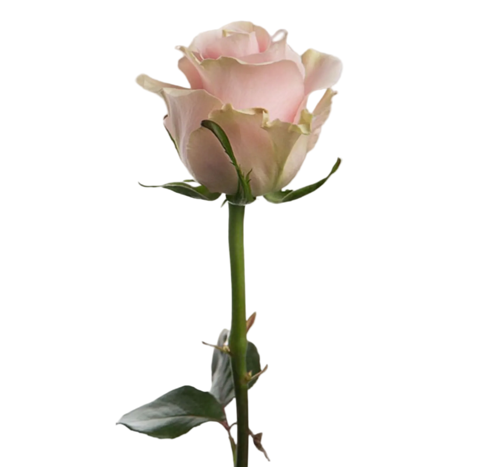 Wholesale pink roses