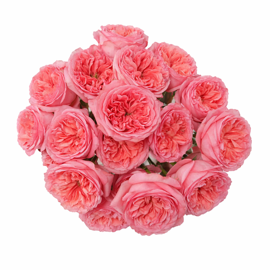 garden rose pink in bulk for events